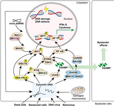 Function and Molecular Mechanism of the DNA Damage Response in Immunity and Cancer Immunotherapy